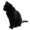 🐈‍⬛ Эмодзи «🍒 black status» для Telegram