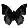 🦋 Эмодзи «🍒 black status» для Telegram