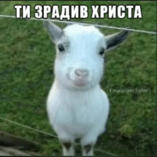 🐐 Стикер «GBTS» для Telegram