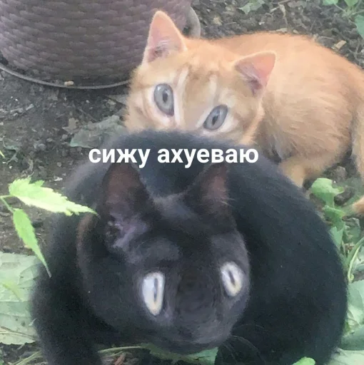 🙊 Стикер «snyusfor» для Telegram