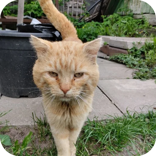 Стикерпак #котеке для Telegram — скачать