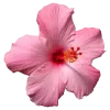 🤩 Эмодзи «Blueberries Nds From» для Telegram