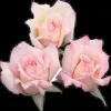 🌷 Эмодзи «Blueberries NDS» для Telegram