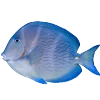 🐟 Эмодзи «Синий» для Telegram