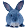 🐰 Эмодзи «Синий» для Telegram
