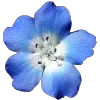 🌸 Эмодзи «Синий» для Telegram