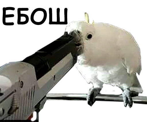 блядские папуги