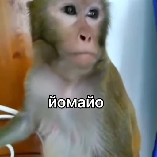 😶 Стикер «Брад бибизяна» для Telegram