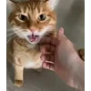 😡 Эмодзи «Брайн Мапс» для Telegram
