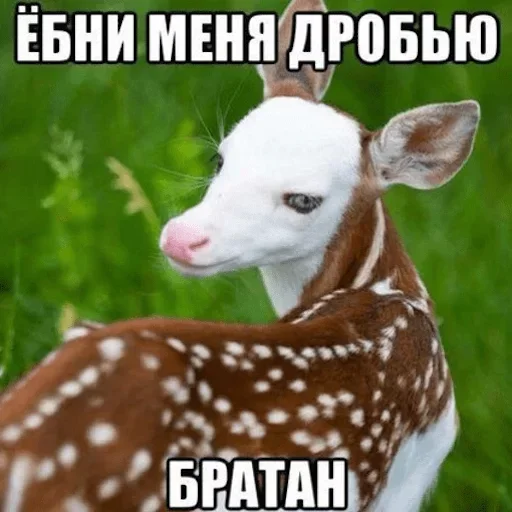 🥰 Стикер «Братан помоги» для Telegram