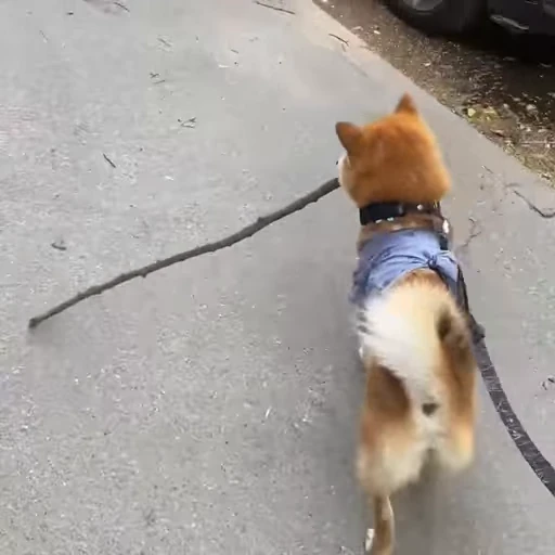 🐕 Стикер «Shiba Brayton» для Telegram