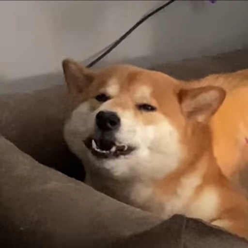 🍽 Стикер «Shiba Brayton» для Telegram