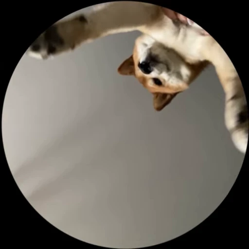 Стикерпак Shiba Brayton для Telegram — скачать