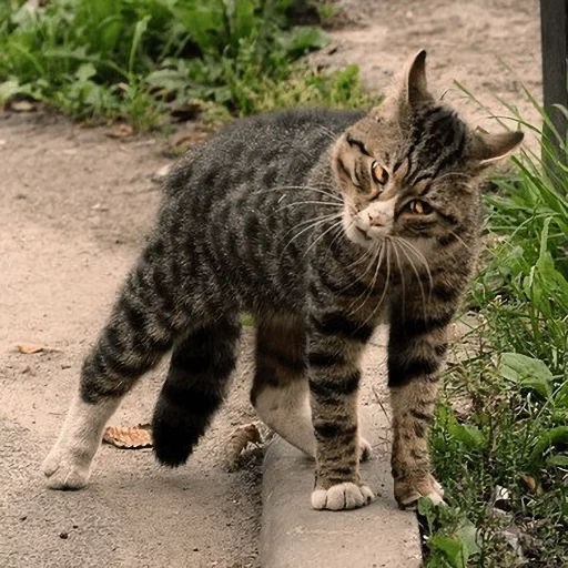😡 Стикер «Broken Cats» для Telegram