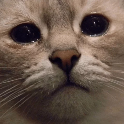😿 Стикер «Broken Cats» для Telegram