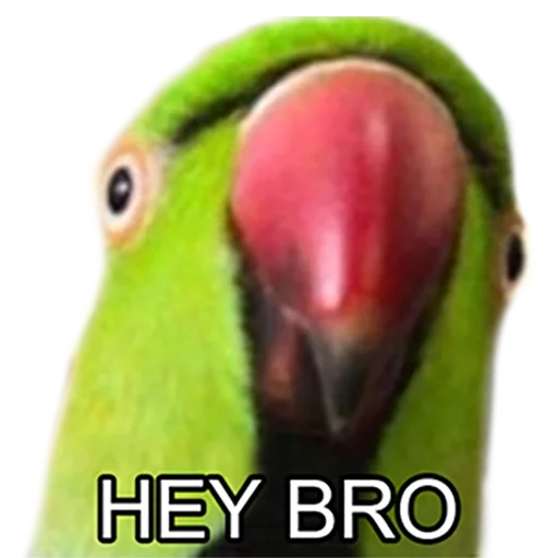 Стикерпак Bro Parrot для Telegram — скачать