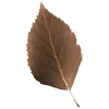 🤩 Эмодзи «Brown & Beige» для Telegram