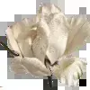 🦷 Эмодзи «Brown & Beige» для Telegram
