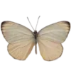 🦋 Эмодзи «🌿 Осенний муд в милых смайликах» для Telegram