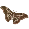 🦋 Эмодзи «🌿 Осенний муд в милых смайликах» для Telegram
