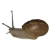 🐌 Эмодзи «🌿 Осенний муд в милых смайликах» для Telegram