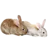 🐰 Эмодзи «🌿 Осенний муд в милых смайликах» для Telegram