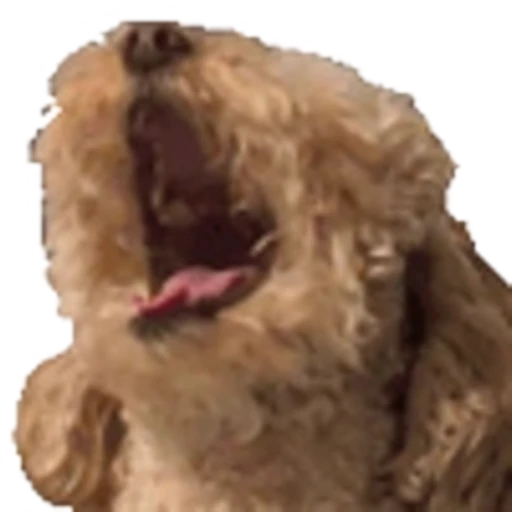 🐶 Эмодзи «brownrandom» для Telegram