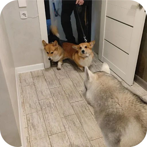 🐶 Стикер «Бублик Бандит Коржик Кекс» для Telegram