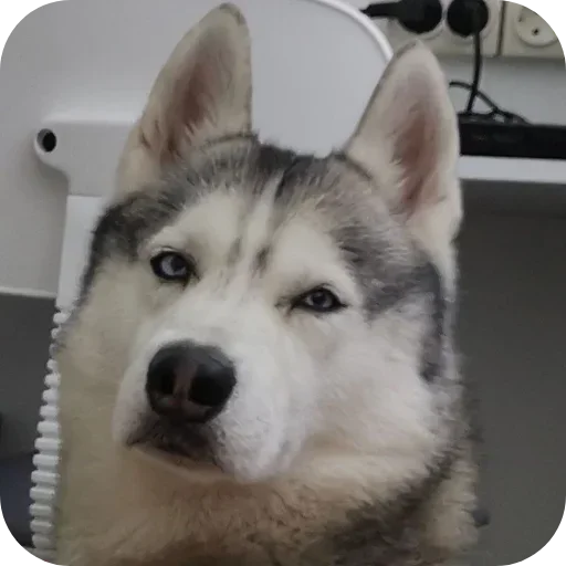 🐶 Стикер «Бублик Бандит Коржик Кекс» для Telegram