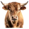 🤩 Эмодзи «Western» для Telegram
