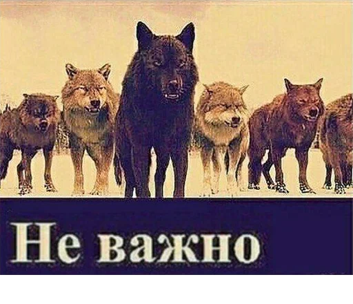 😬 Стикер «Be a wolf» для Telegram