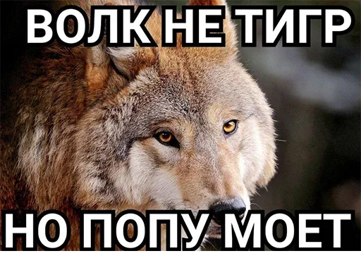 😮 Стикер «Be a wolf» для Telegram