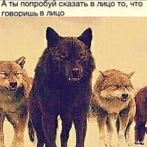 😲 Стикер «Be a wolf» для Telegram