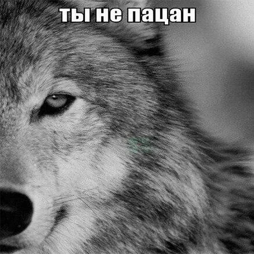 🤭 Стикер «Be a wolf» для Telegram
