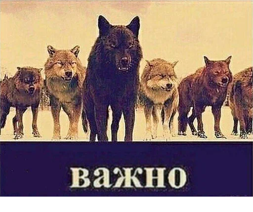 🤭 Стикер «Be a wolf» для Telegram