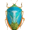 🤩 Эмодзи «Bugs And Stuff» для Telegram