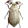 🤩 Эмодзи «Bugs And Stuff» для Telegram