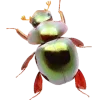 🤩 Эмодзи «Bugs And Stuff» для Telegram