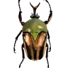 🤩 Эмодзи «Bugs And Stuff» для Telegram