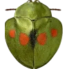🤩 Эмодзи «Bugs And Stuff» для Telegram