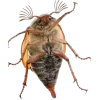 🤩 Эмодзи «Bugs And Stuff» для Telegram