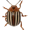 🤩 Эмодзи «Bugs And Stuff» для Telegram