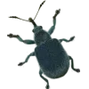 🤩 Эмодзи «Bugs And Stuff» для Telegram