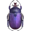 🤩 Эмодзи «Bugs And Stuff» для Telegram