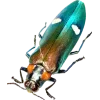 🤩 Эмодзи «Bugs And Stuff» для Telegram