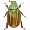 🤩 Эмодзи «Bugs And Stuff» для Telegram