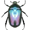 🤩 Эмодзи «Bugs And Stuff» для Telegram