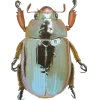 🤩 Эмодзи «Bugs And Stuff» для Telegram