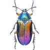 🤩 Эмодзи «Bugs And Stuff» для Telegram
