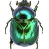 🤩 Эмодзи «Bugs And Stuff» для Telegram